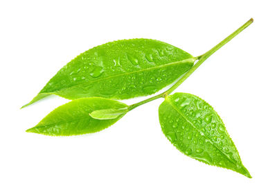 Close-up of wet leaf against white background