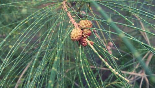 Close-up of pine tree