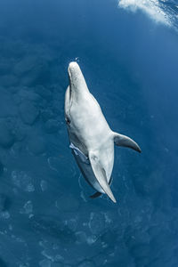 High angle view of fish swimming in sea