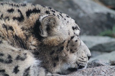 Close-up of a snow leopard sleeping on rock