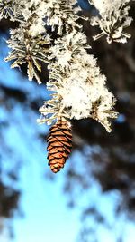 Close-up of tree against sky