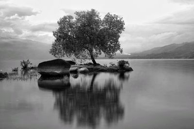 Tree by lake against sky