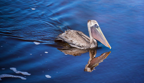 High angle view of duck swimming in lake