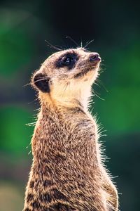 Close-up of meerkat looking away outdoors