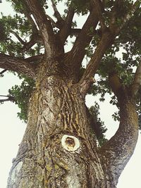 Low angle view of tree against sky