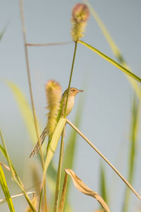 Close-up of bird perching on plant against sky