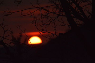 Silhouette of trees at sunset