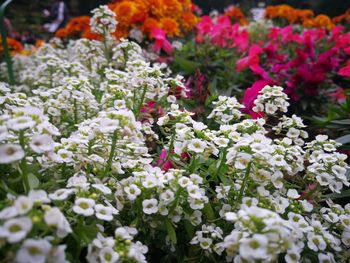 Close-up of white flowering plants