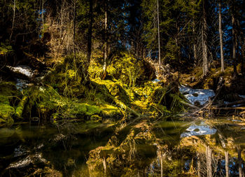Reflection of trees in lake