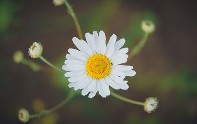 Close-up of flower blooming outdoors