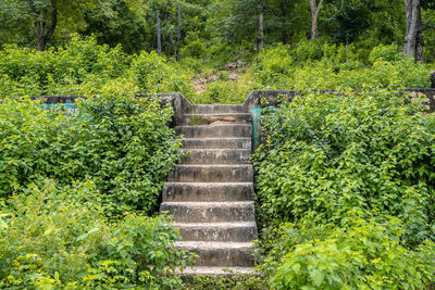 Boardwalk amidst trees in forest