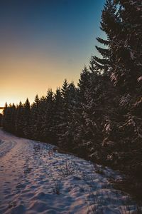 Pine trees on snow covered field against sky during sunset