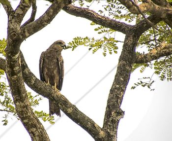 Low angle view of bird perching on tree