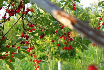 Low angle view of berries growing on tree