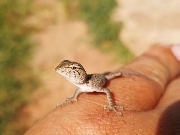 Close-up of a hand holding lizard
