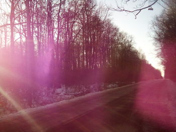 Trees on road against sky