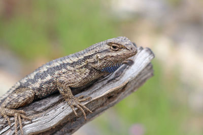 Close-up of lizard