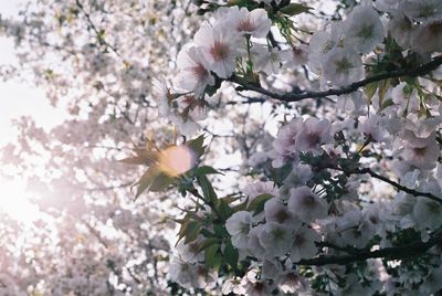 Pink flowers blooming on tree