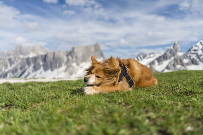 View of a dog on field against mountain