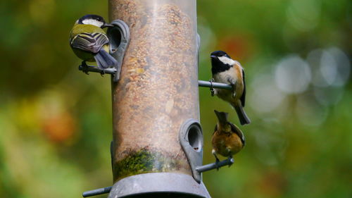 Close-up of bird perching on metal feeder