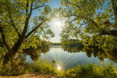 Sunlight streaming through trees by lake against sky