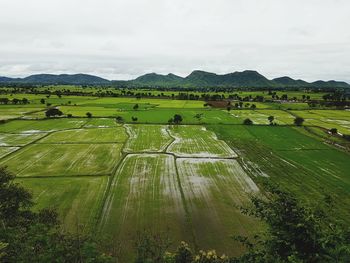 Scenic view of agricultural field against sky