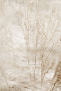 Close-up of wheat field