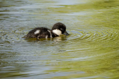 Duck swimming in lake