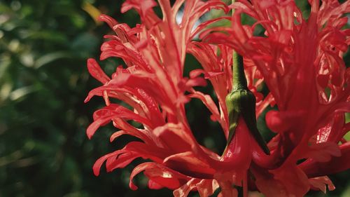 Close-up of red flower