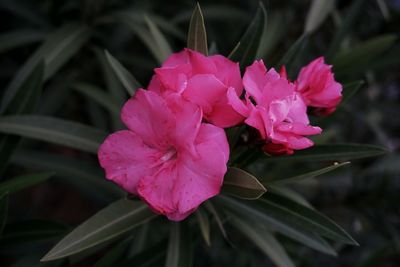 Close-up of pink flower