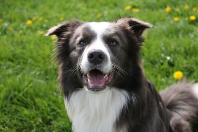 Close-up portrait of dog