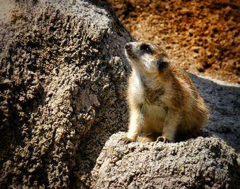 Close-up of cat sitting on rock