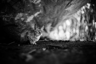 Portrait of a cat in the forest