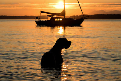 Dog standing on shore during sunset