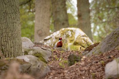 View of birds on land