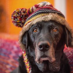 Close-up portrait of dog wearing hat