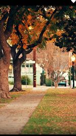 Footpath in autumn