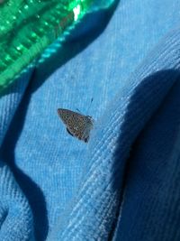 Close-up of butterfly on leaf