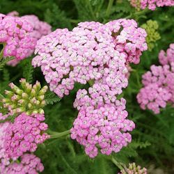 Close-up of pink flowers