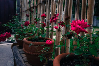 Potted flowers blooming outdoors