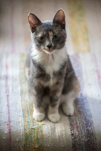 Portrait of cat sitting on floor