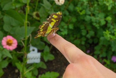 Close-up of butterfly on finger 