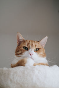 Close-up portrait of tabby cat