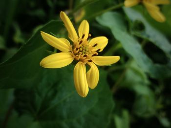 Close-up of yellow flower