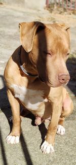 View of a dog on footpath