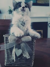 Close-up of cat on table at home