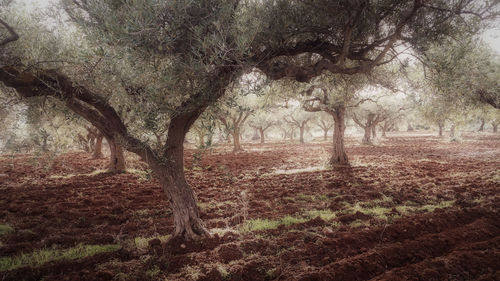 View of trees on field