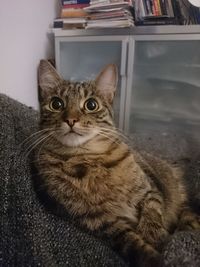 Close-up portrait of cat sitting at home