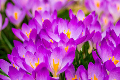 Close-up of pink crocus flowers