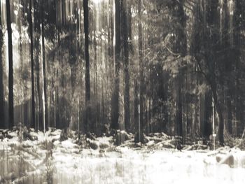 Trees in forest during winter